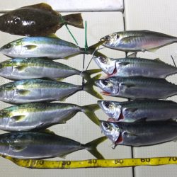 Hit Rush(ヒット ラッシュ) 釣果