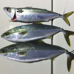 Hit Rush(ヒット ラッシュ) 釣果