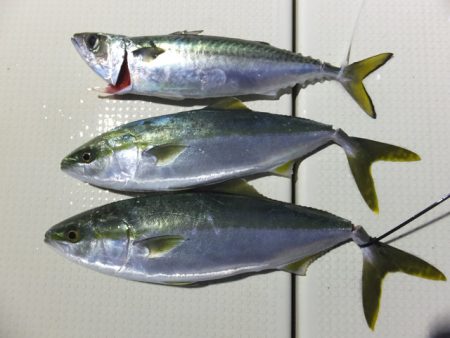 Hit Rush(ヒット ラッシュ） 釣果…