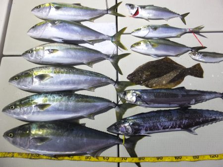 Hit Rush(ヒット ラッシュ) 釣果