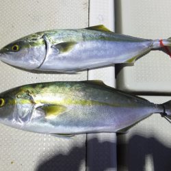 Hit Rush(ヒット ラッシュ) 釣果