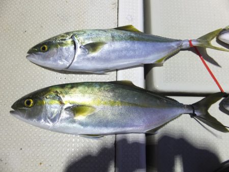 Hit Rush(ヒット ラッシュ) 釣果