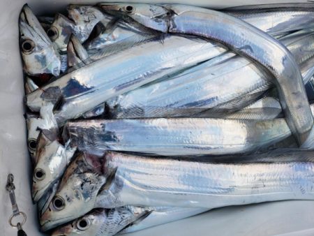 オーフリー 釣果