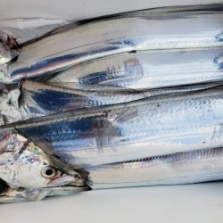 オーフリー 釣果