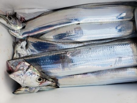 オーフリー 釣果