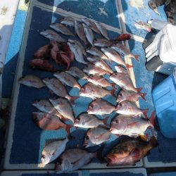 十八宝洋丸 釣果