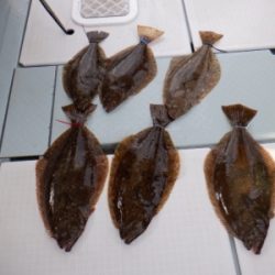 遊漁船 幸友丸 釣果