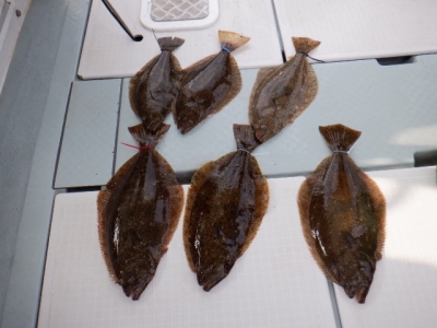 遊漁船 幸友丸 釣果