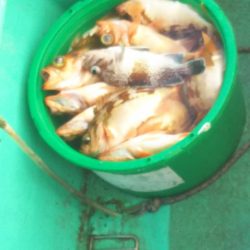 モンロー号 釣果