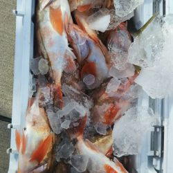 モンロー号 釣果