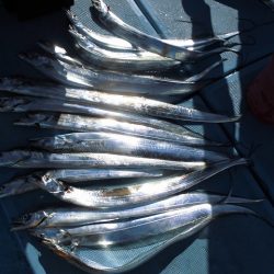 十八宝洋丸 釣果