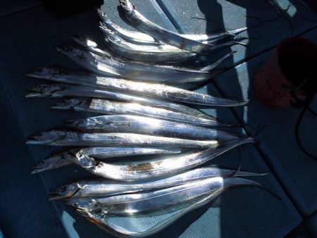 十八宝洋丸 釣果