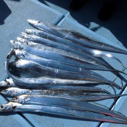 十八宝洋丸 釣果