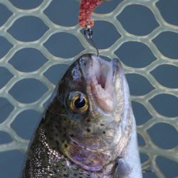 小菅トラウトガーデン 釣果