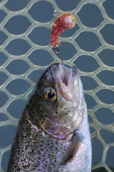 小菅トラウトガーデン 釣果