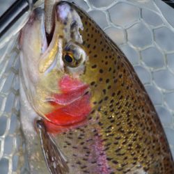 小菅トラウトガーデン 釣果