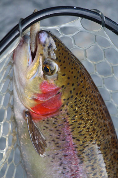 小菅トラウトガーデン 釣果