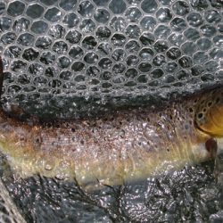 小菅トラウトガーデン 釣果