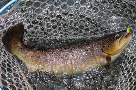 小菅トラウトガーデン 釣果