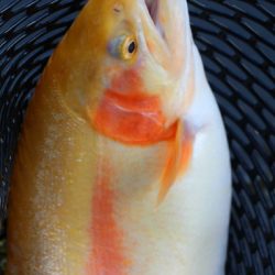 小菅トラウトガーデン 釣果