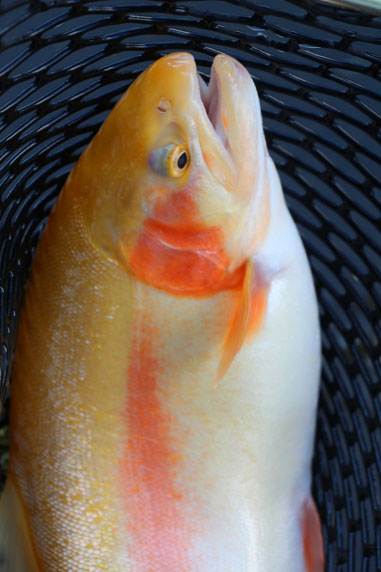 小菅トラウトガーデン 釣果