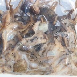 松本釣船２ 釣果