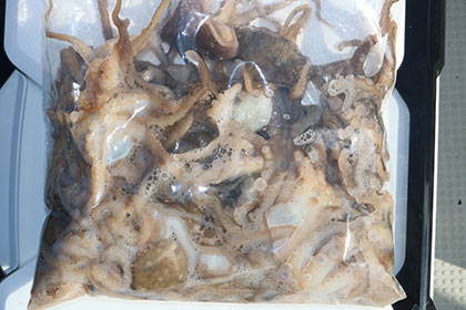 松本釣船２ 釣果