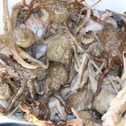 松本釣船２ 釣果