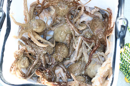 松本釣船２ 釣果