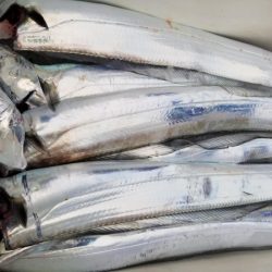 オーフリー 釣果