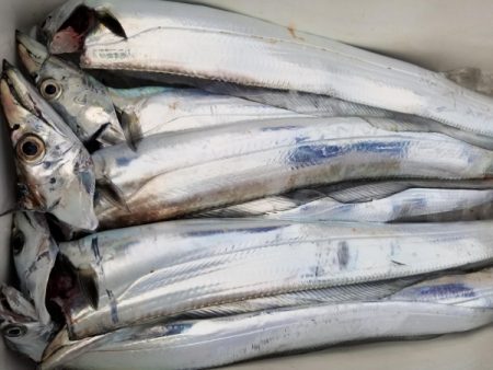 オーフリー 釣果