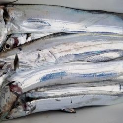 オーフリー 釣果