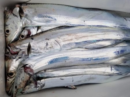 オーフリー 釣果