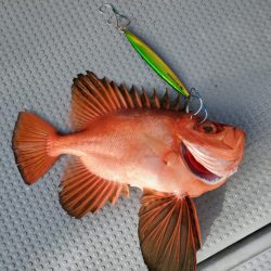 ブルーピア 釣果