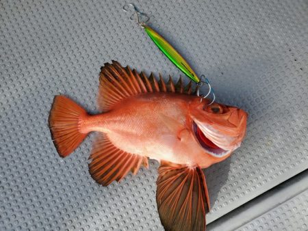 ブルーピア 釣果