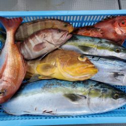 ブルーピア 釣果