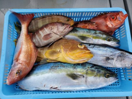 ブルーピア 釣果