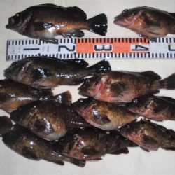 ルアー船マヒマヒ 釣果