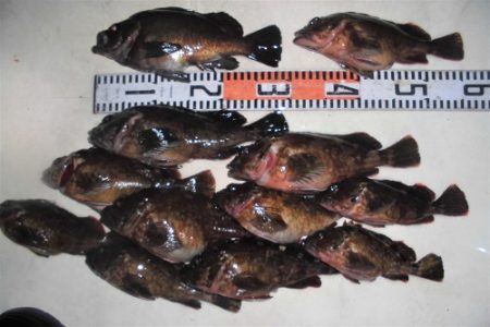 ルアー船マヒマヒ 釣果