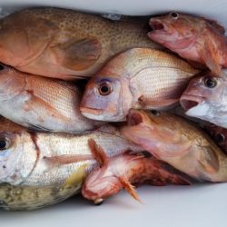 オーフリー 釣果