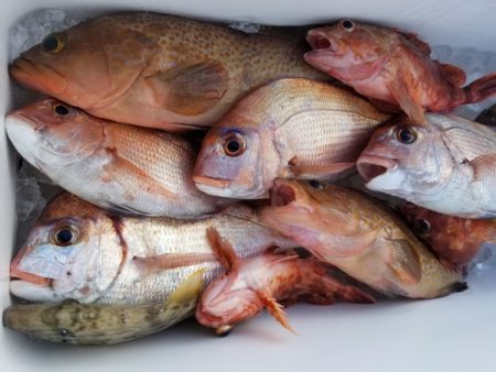 オーフリー 釣果