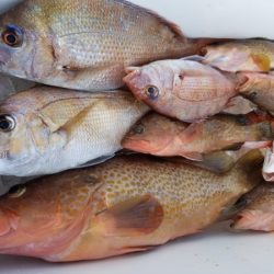 オーフリー 釣果