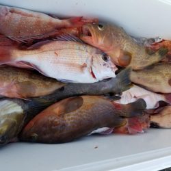 オーフリー 釣果