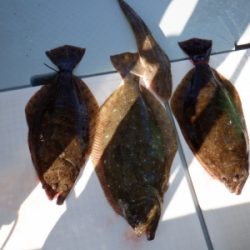 遊漁船 幸友丸 釣果