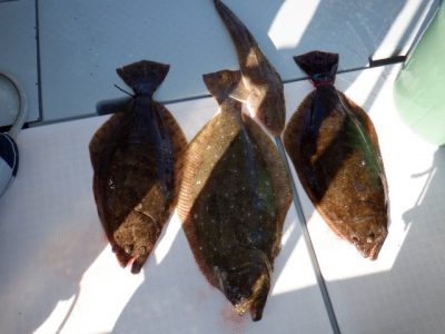 遊漁船 幸友丸 釣果