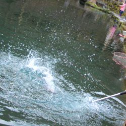 小菅トラウトガーデン 釣果