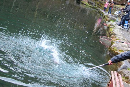 小菅トラウトガーデン 釣果