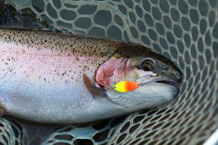 小菅トラウトガーデン 釣果