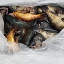 オーフリー 釣果