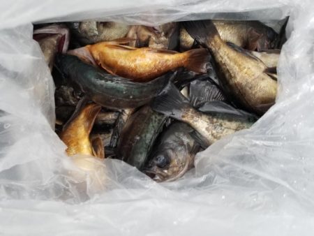 オーフリー 釣果